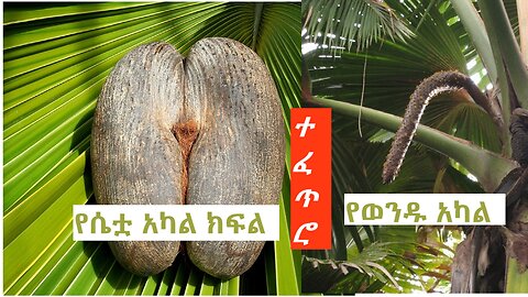 Seychelles: The Mystical Coco de Mer: The Seychelles' Double Treasure