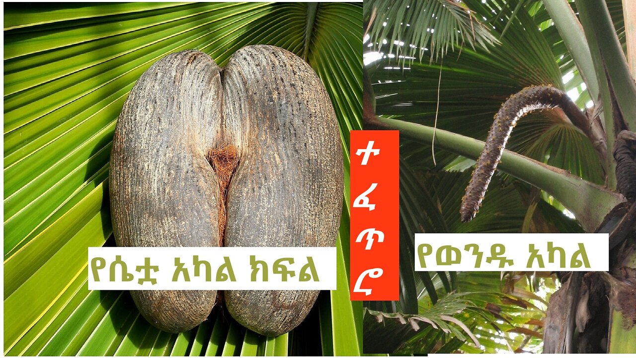 Seychelles: The Mystical Coco de Mer: The Seychelles' Double Treasure