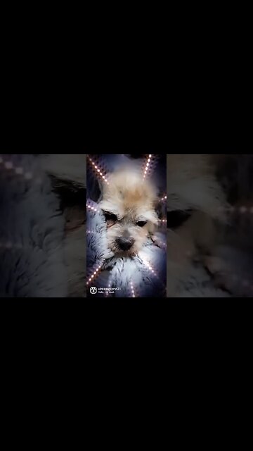 gangsta gizmo.. oh yeah