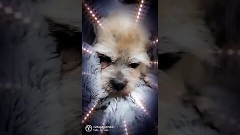 gangsta gizmo.. oh yeah