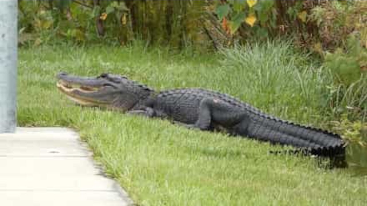 Il trouve un crocodile géant dans son jardin!