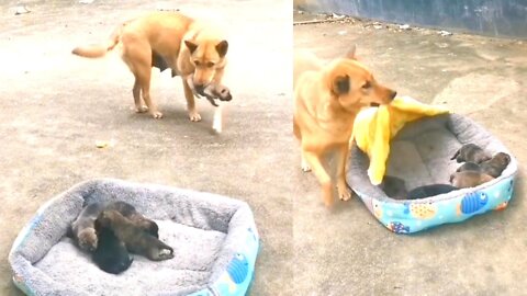 Mother Dog Save to her Child In winter time