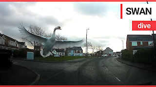 Terrifying moment flying swan smacks into driver's windscreen