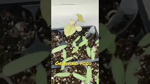 Sprouting has Begun
