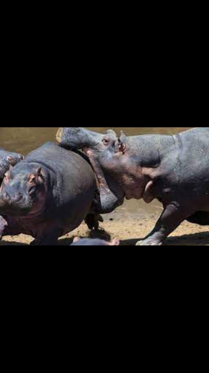 How Dangerous Is A Hippopotamuses Bite!