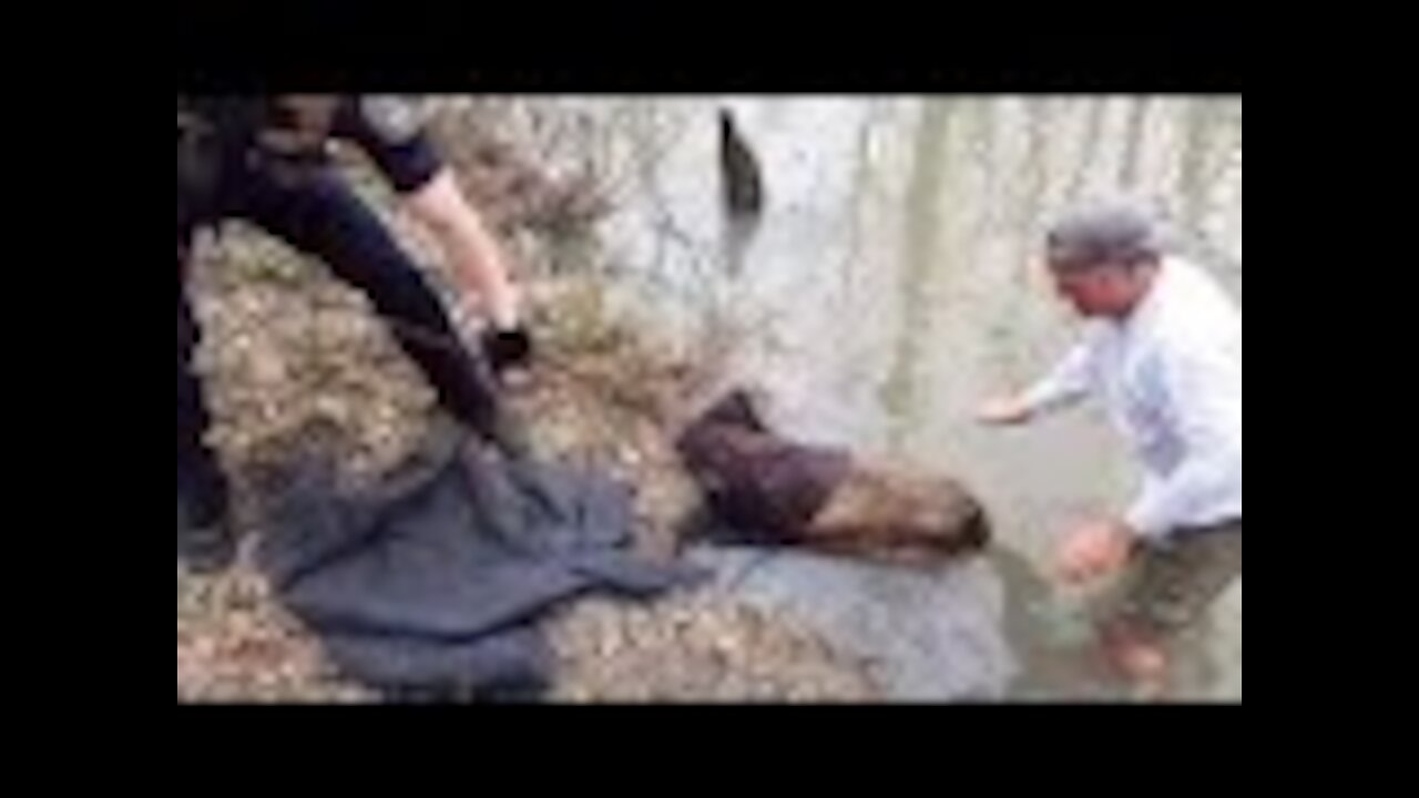 This Guy Tried To Rescue A Beaver, Got A Surprise Instead