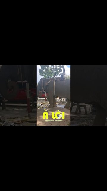 Tại vì thích em nhiều quá nhưng em lại nói là à lôi