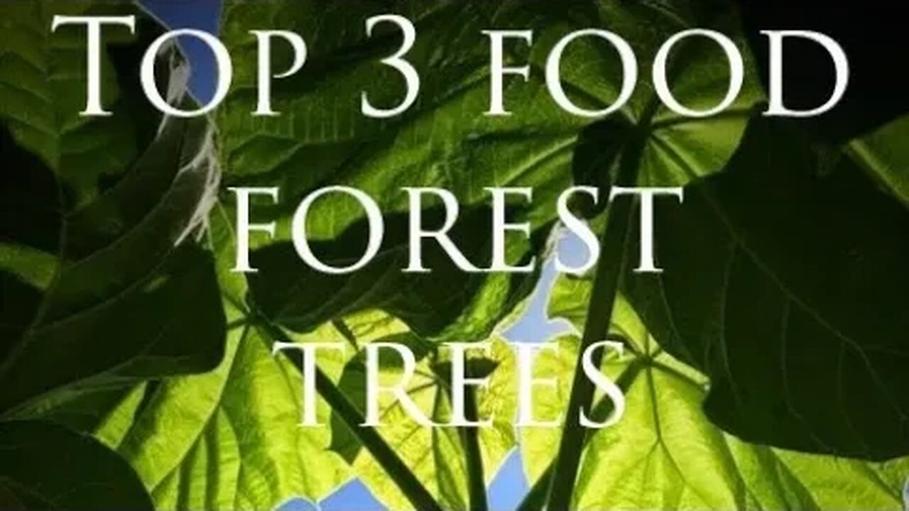 Top 3 trees I am most excited for in 2020 for my Cold Hardy Permaculture Food Forest, and updates