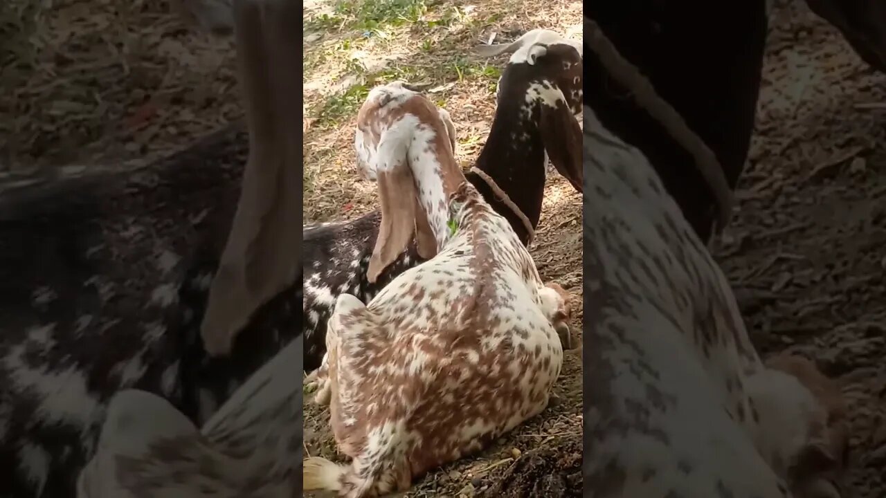 Ya Allah hu🙏🏻💯❤🌹🙏🏻