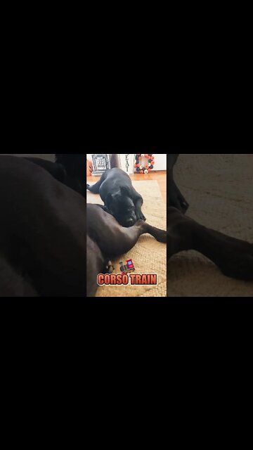 Cane Corso Bros Be Like.. #shorts #funnydogs #viral