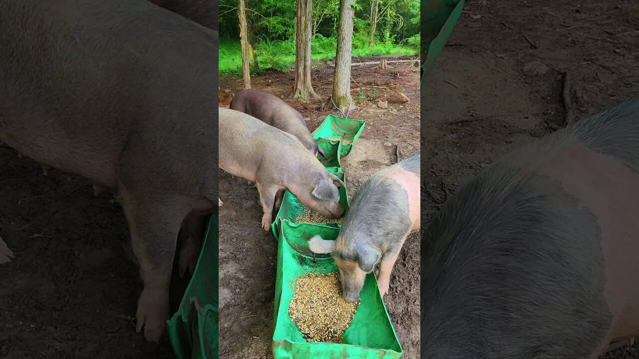 Big Pigs Eating Breakfast @UncleTimsFarm #kärnəvór #carnivore #shorts #hereford #freerangepigs