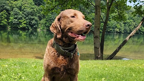 Hunter's first off leash obedience training away from home AND swimmies!