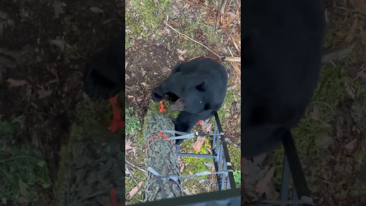 Bear climbs treestand #bearhunt #workingclassbowhunter