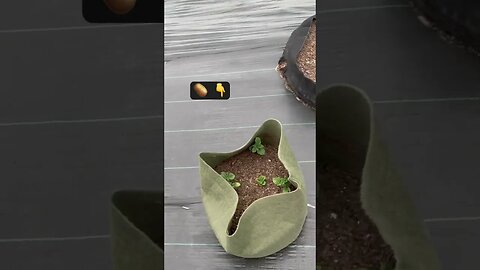 3 Times Ranch Garden Update #gardening #garden #gardener #corn #potato #beans