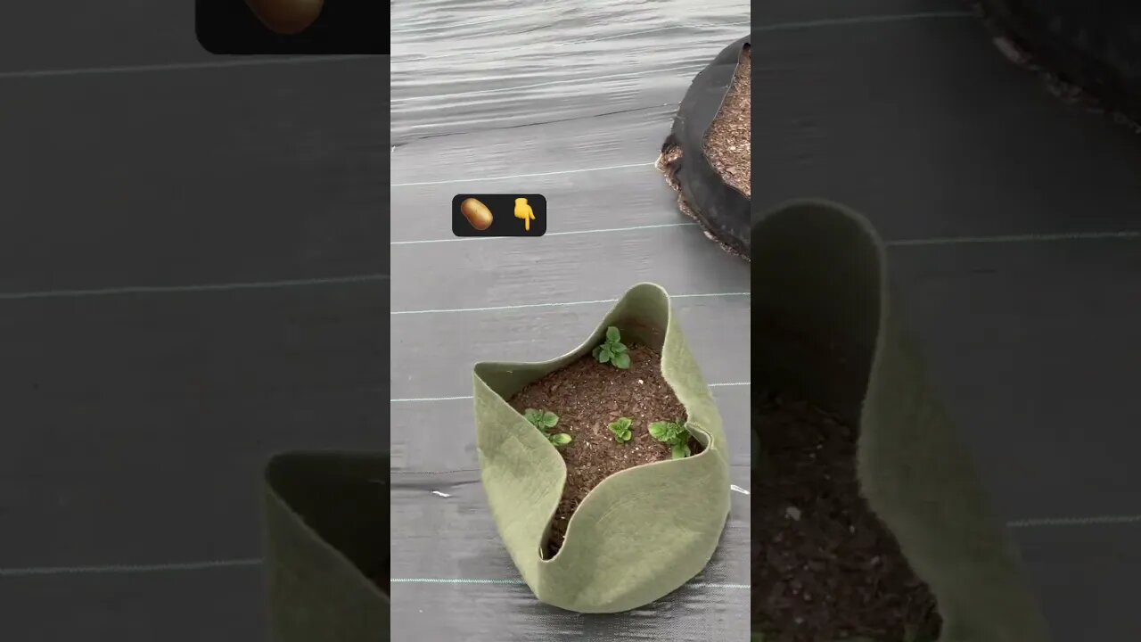 3 Times Ranch Garden Update #gardening #garden #gardener #corn #potato #beans