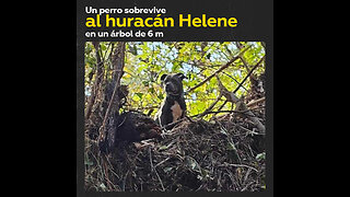 Familia se reúne con su perro tras ser separados por huracán Helen