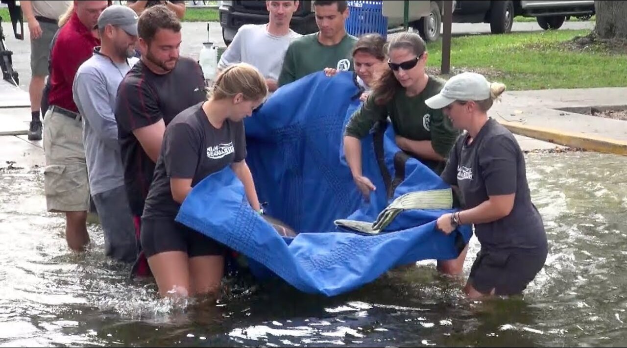 Manatee Release: Pop Tart