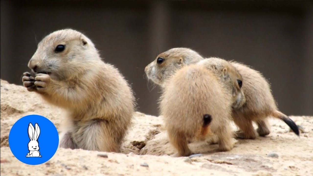 Prairie Dogs😍 Playing - CUTEST Compilation