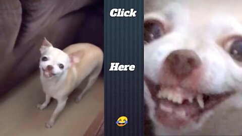 Dog funny smile😬but no sound.