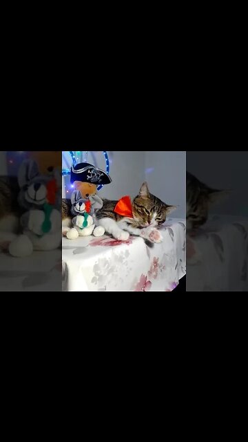 Cat Has Lots of Toys #shorts