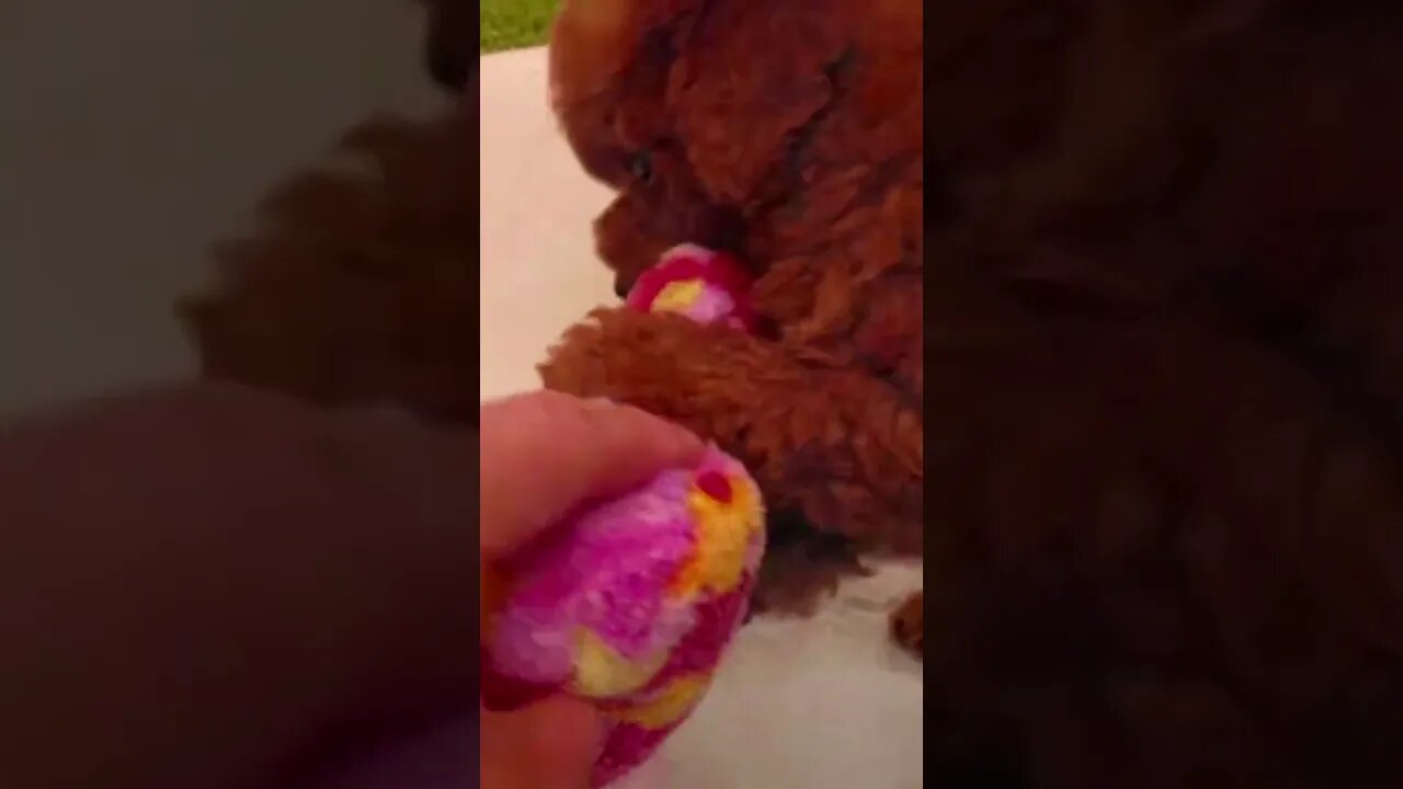 Funniest Cat and Dog Videos Compilation