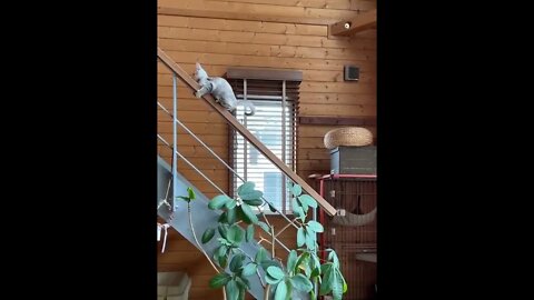 Wheeeeeee