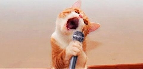 Today my cat sang a song😲😲😲