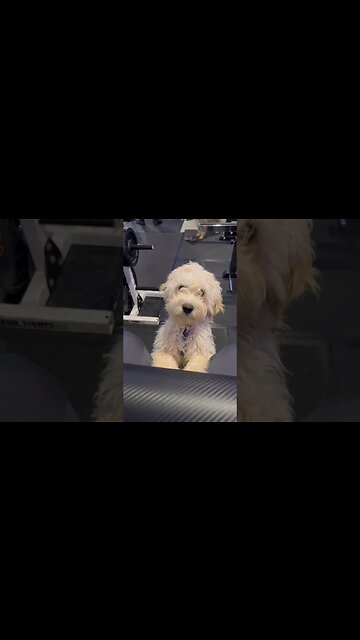 The Cutest Puppy Ever In the Gym 🐶 #puppy
