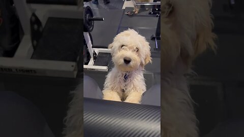 The Cutest Puppy Ever In the Gym 🐶 #puppy