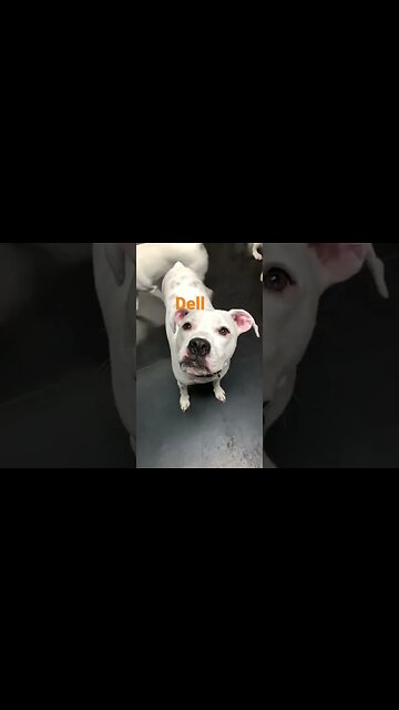 [Shorts 0064] DELL [#dogs #doggos #doggies #puppies #dogdaycare]