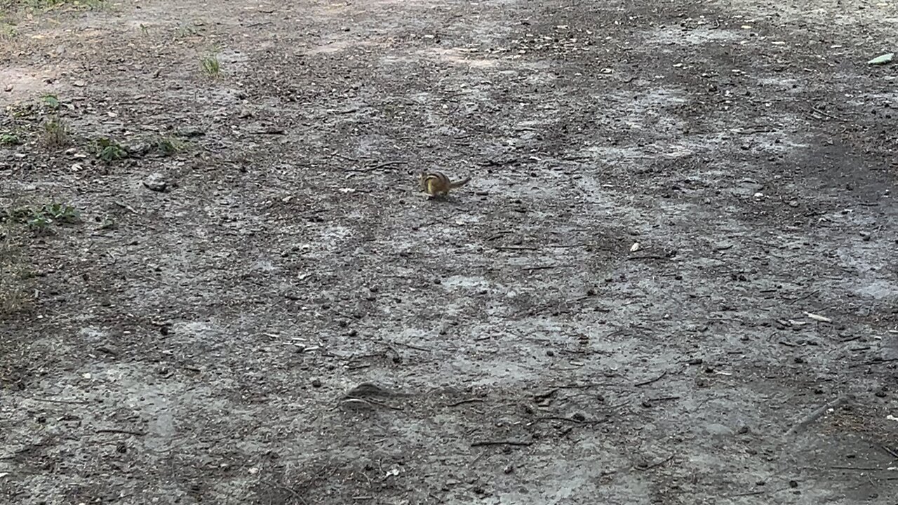 Blue Jays and Squirrels competing for peanuts
