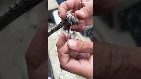 We Rescued A Crying Bird That Was Tangled Up In Fishing Line