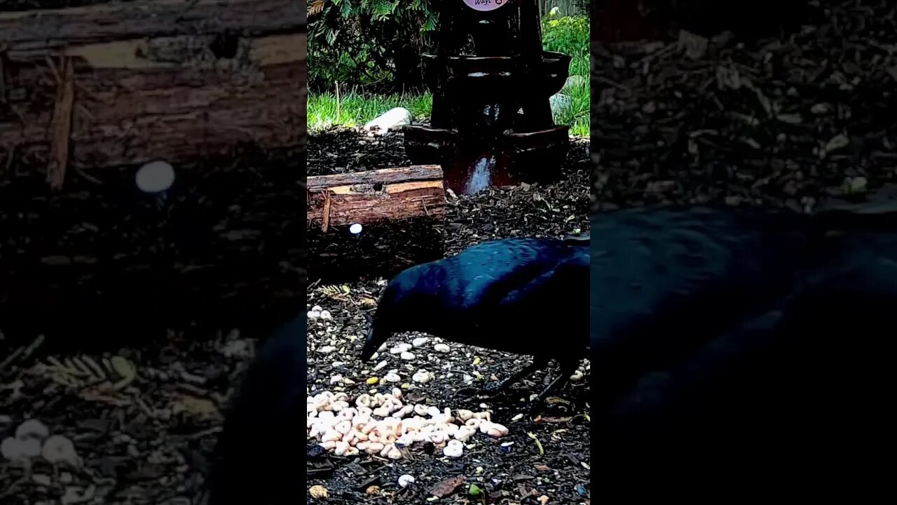 Big Crow Throws Cheerios #birds #shorts