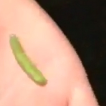 Hilarious Caterpillar Joke