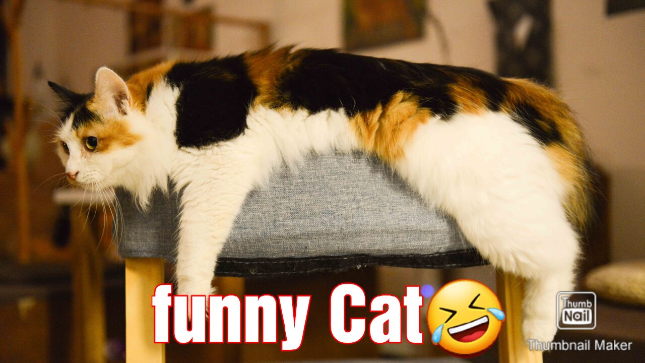 Funny cat// don't try to stop laughing