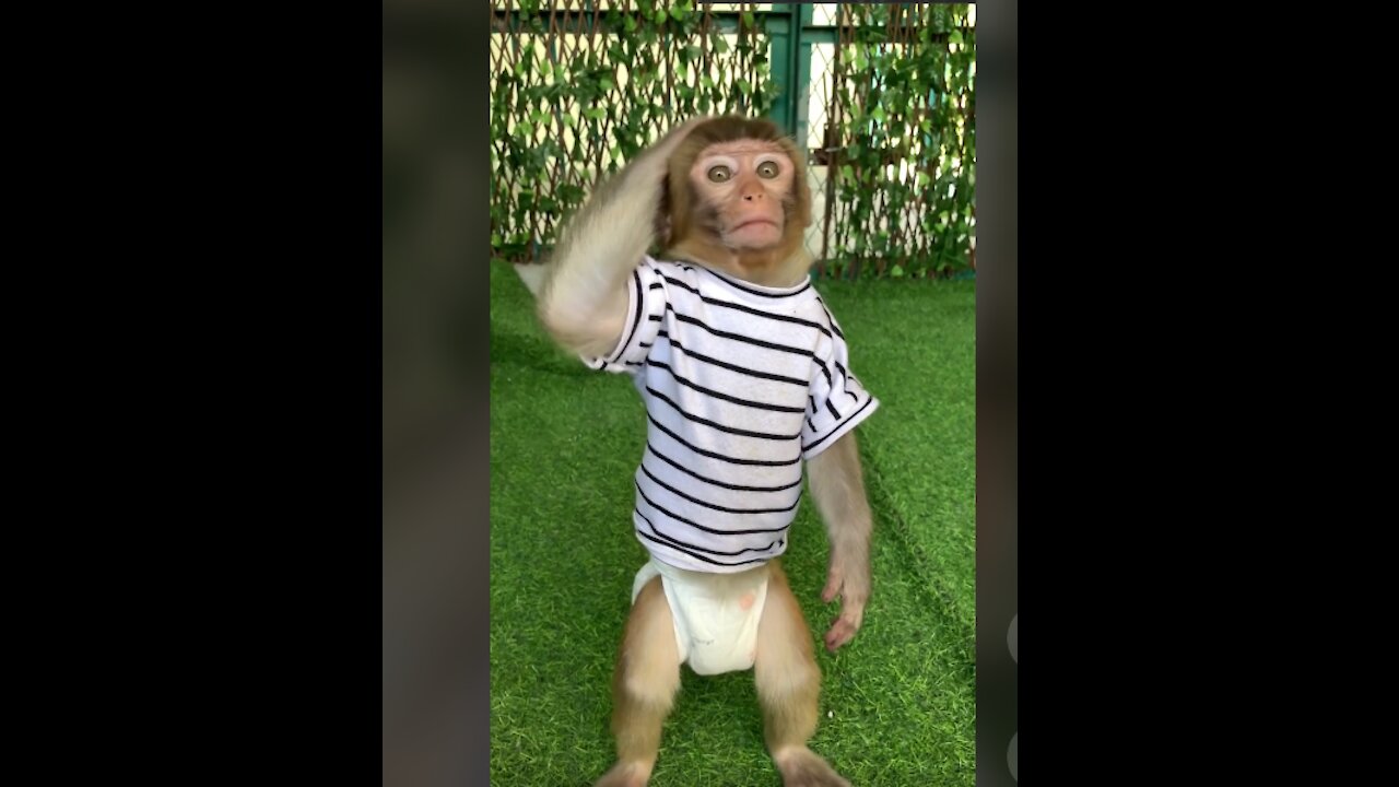 Monkey at Kuaishou Creator Service Center.
