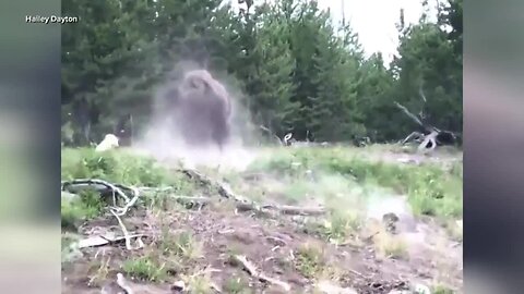 Bison charges, injures 9-year-old girl at Yellowstone National Park, officials say