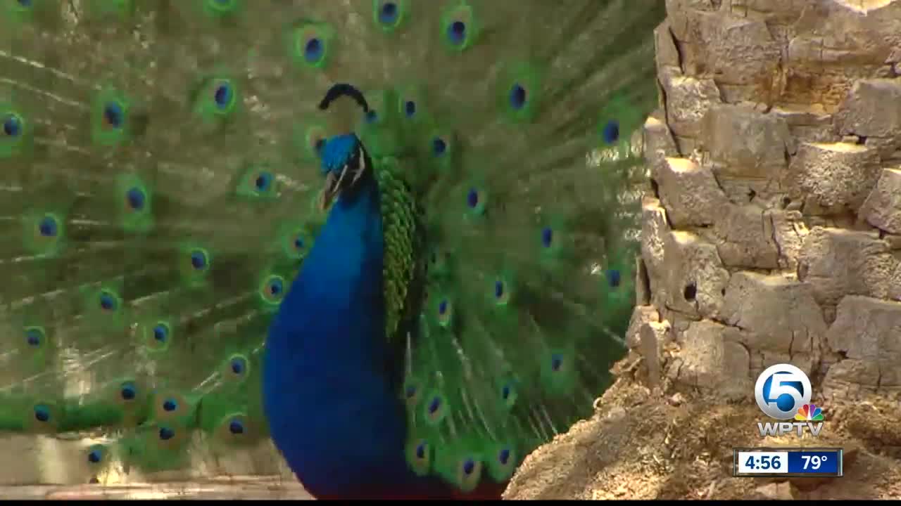 Delray Beach neighborhood wants to keep peacock population safe