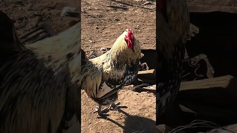 Free ranging birds eating dinner