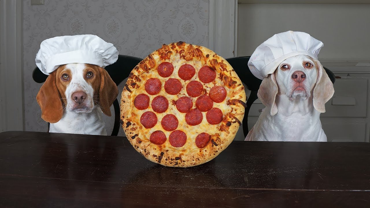 Dogs Make Pizza: Funny Chef Dog Maymo & Potpie Cook Pizza!