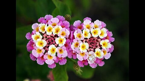 Arbusto de Lantana