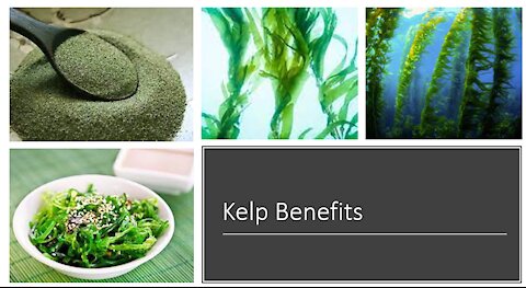 Kelp Benefits - Iodine, Metabolism & Weight Loss