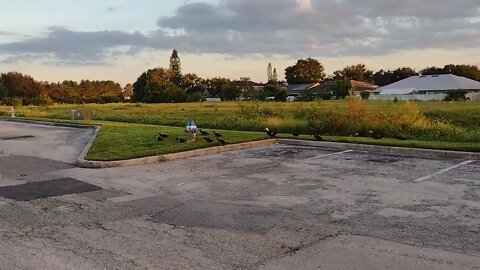 The nature zone: Marching of the ducks