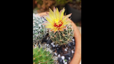 Cactus Flowering