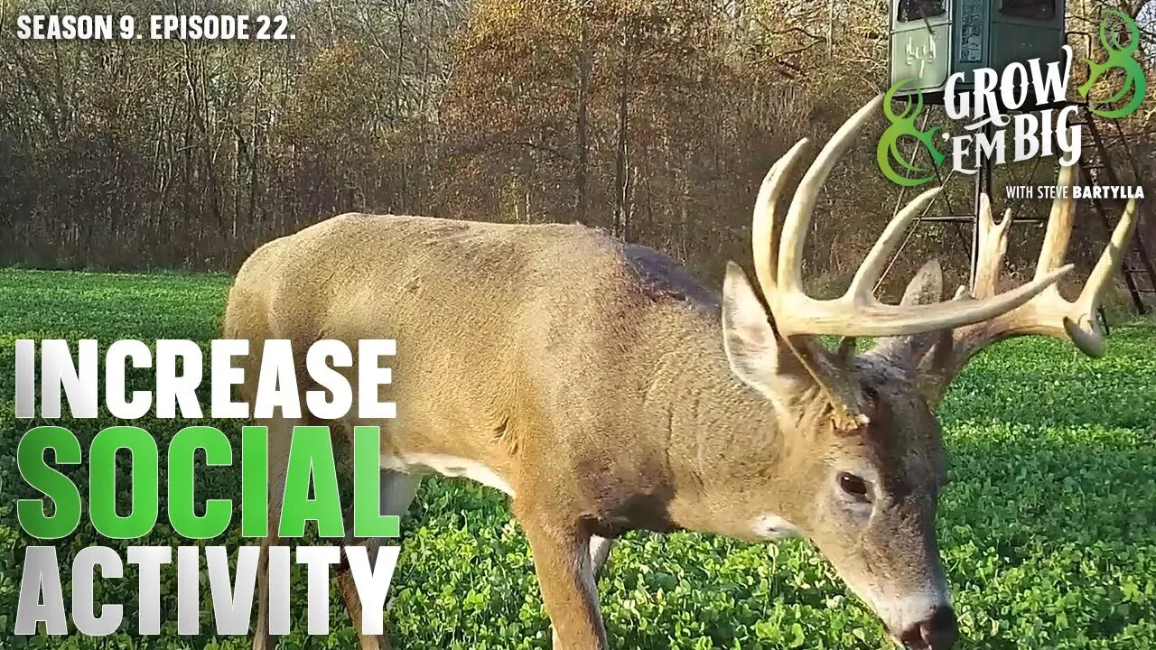 The Best Place to Put Mock Scrapes for Deer