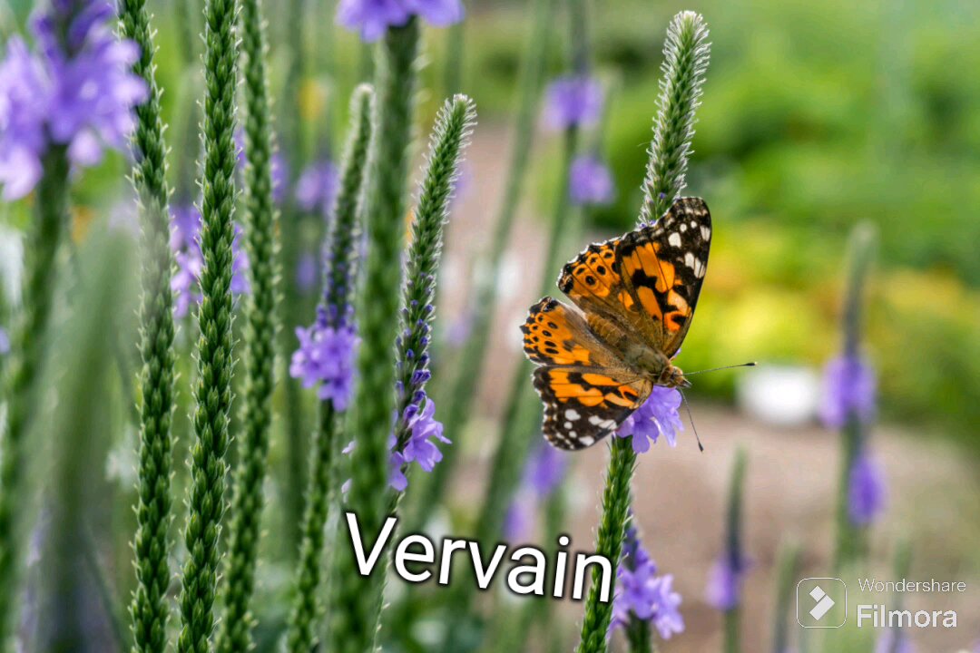 Vervain