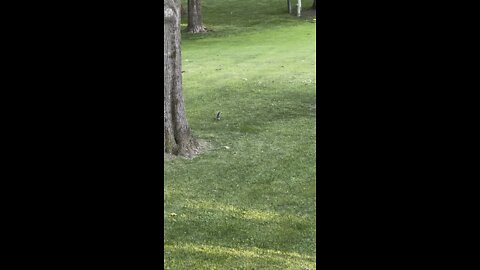 CRAZY SQUIRREL