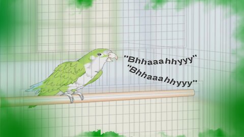 This is how you can teach your Quacker Parrot to talk