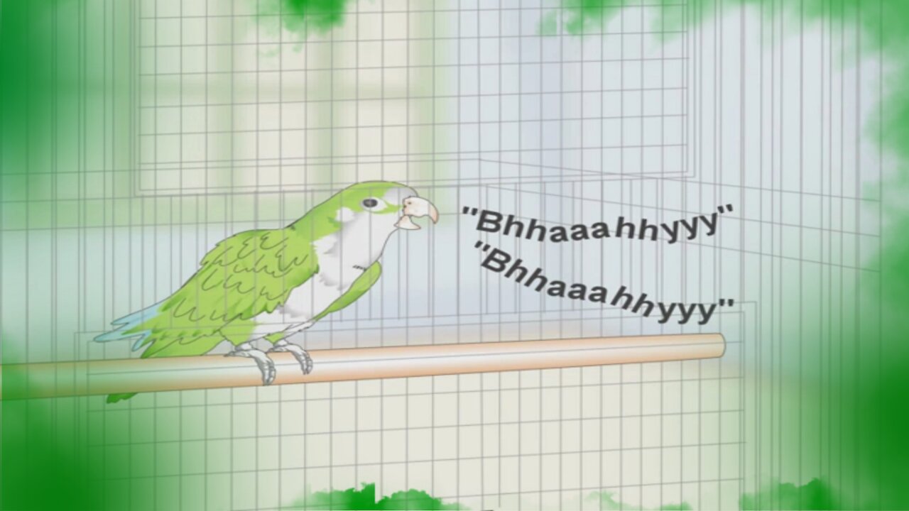 This is how you can teach your Quacker Parrot to talk