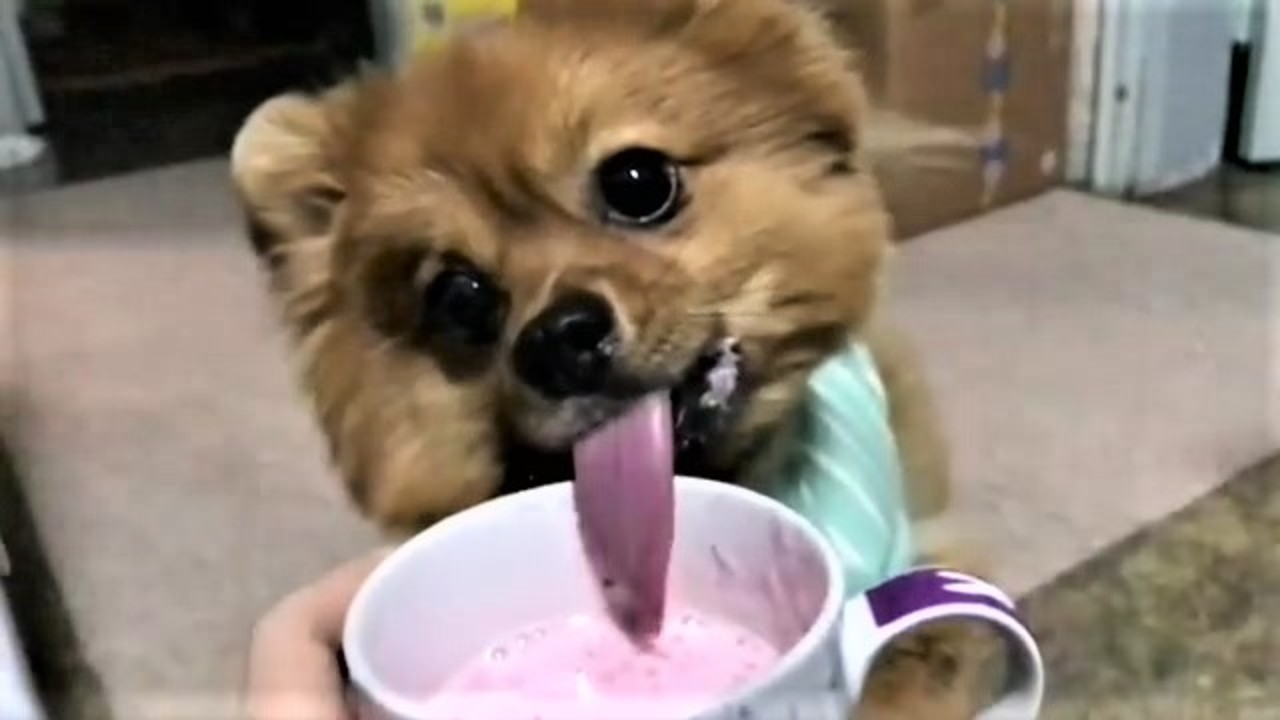 Slow motion Pomeranian closely resembles anteater